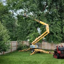 Tree and Shrub Care in Los Ranchos, CA